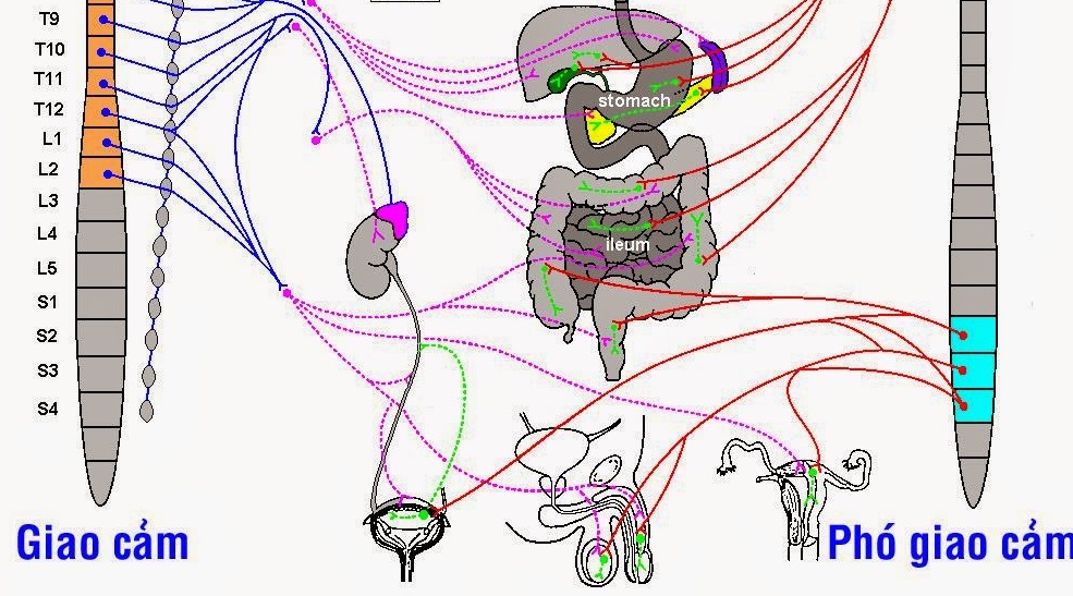4. Sự khác biệt giữa hệ thần kinh giao cảm và phó giao cảm